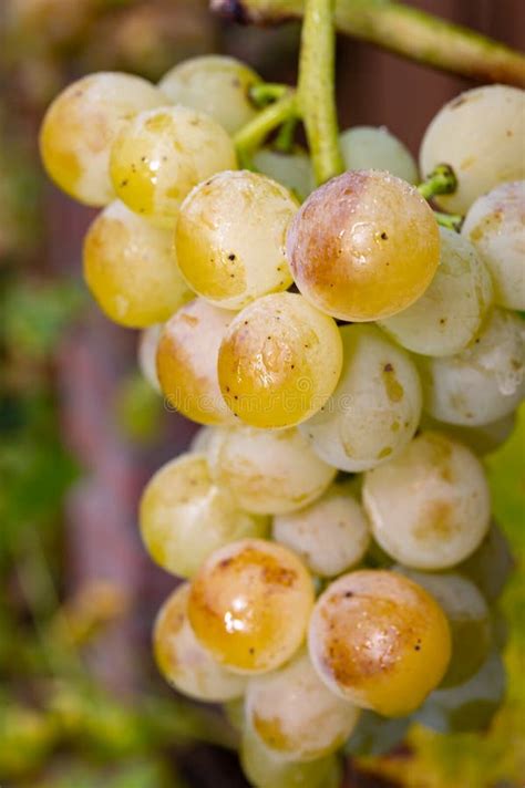 Ripe Organic Riesling Wine Grapes Close Up Hanging Op Grape Plant