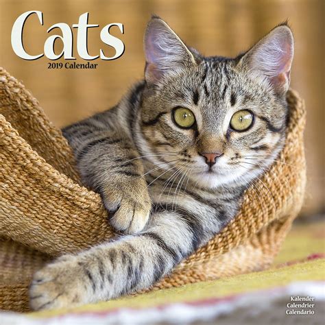 Cats Calendar 2019 Pet Prints Inc