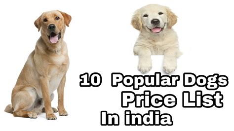 Did you scroll all this way to get facts about goldendoodle puppy? Retriever Dog Price