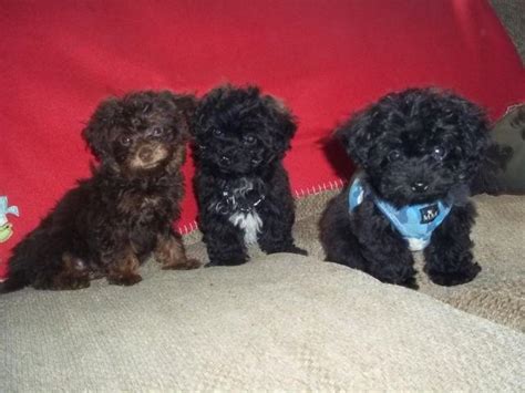 Shih Tzumalti Poo S 11wks Old The Perfect Companions For Sale In