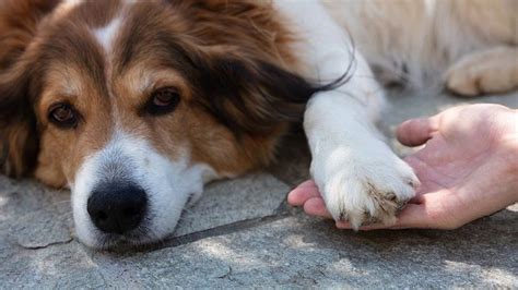 Why Do Dogs Chew Their Paws Preventing Paw Problems Wewantdogs