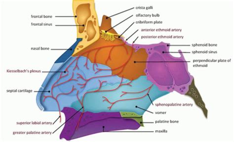 Cross sectional anatomy of paranasa 63. Imaging Maxillofacial Trauma | Radiology Key