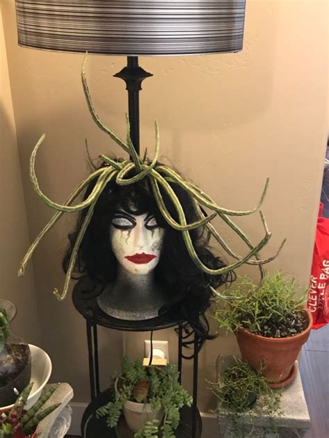 Pickle Plant With Medusa Styrofoam Planter Plant Lighting Plants