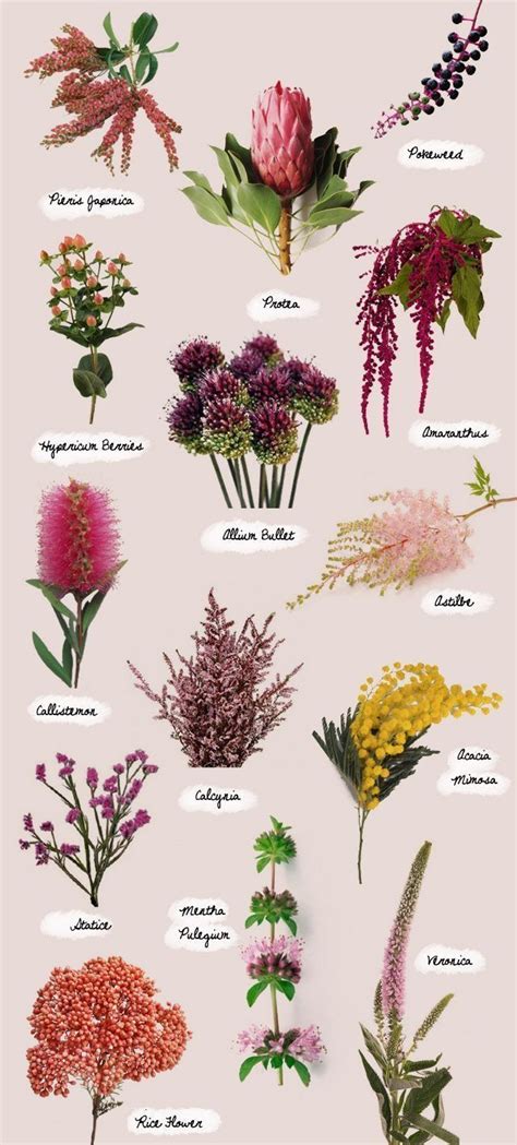 During the late 18th century, people loved to name their babies after flowers as it was considered very fashionable. 8f6e8349dfa4ed18d75eaaedd96b87a4.jpg (640×1417) | Types of ...