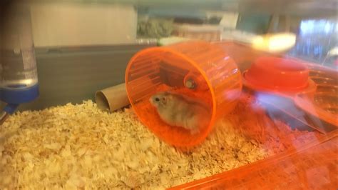 I Got A Baby Hamster His Name Is Leo Slimieplayz Animal Hamster