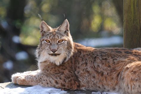 Lynx Cats Set To Be Let Loose In The Uk Citiblog