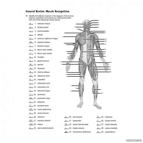 Muscle Anatomy Worksheets 99worksheets