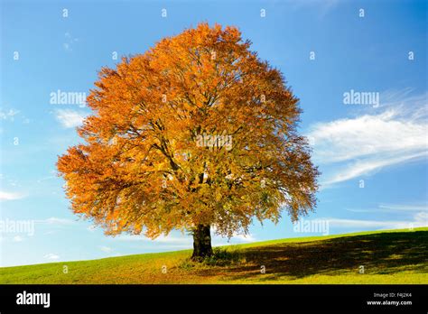 Single Big Old Beech Tree At Autumn Stock Photo Alamy