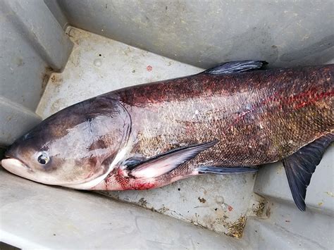First Report Of Bighead Carp In North Dakota Waters Outdoor News
