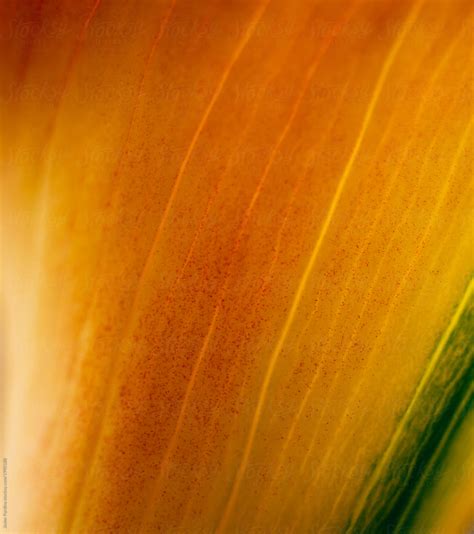 Macro Shoot Of Yellow Plants And Flowers Inside The Forest By
