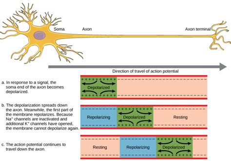 Nerve Impulse Definition Mechanism Process And Types