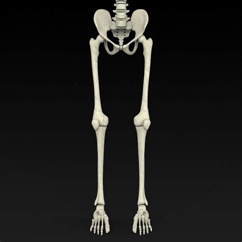 Realistic Human Skeleton 3d Model In Anatomy 3dexport