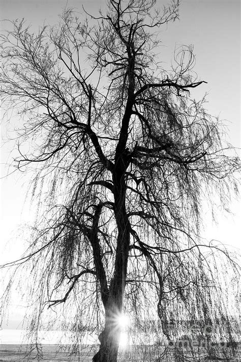 Spooky Abstract Black And White Tree Photograph By Ssokolov