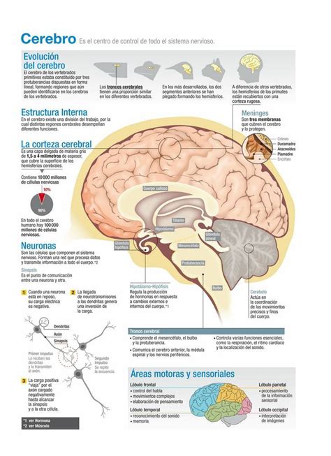 Imagenes Del Cerebro Y Sus Partes Para Imprimir Cerebro Partes