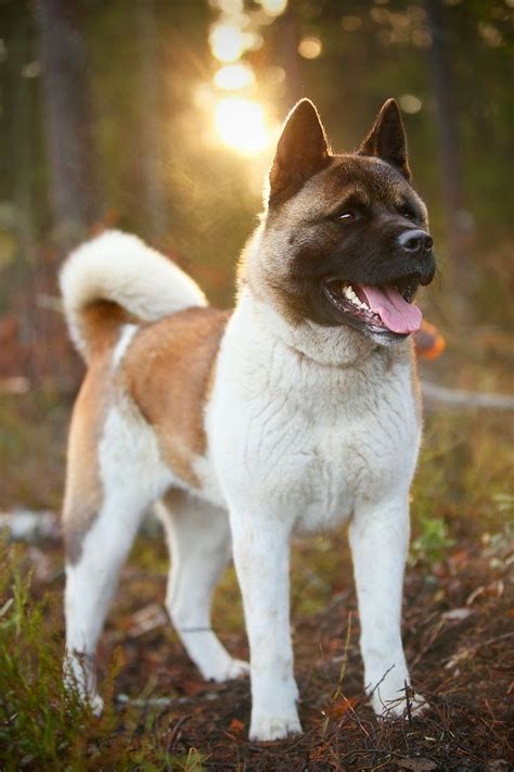 6 Best Guard Dogs Best Guard Dogs American Akita Akita Dog