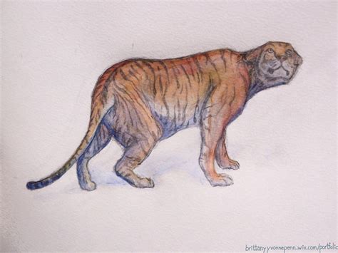 Tiger Study By Mujakikid On Deviantart