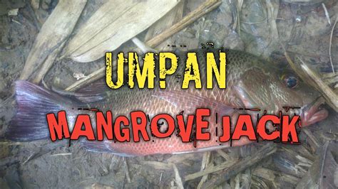 Umpan Mancing Mangrove Jack Dan Rangkaian Pancing Untuk Mancing Di