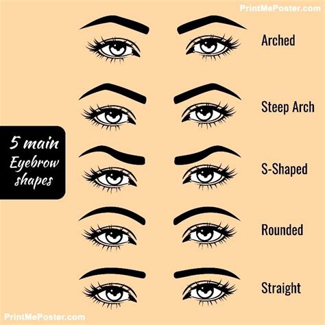 Poster Of 5 Basic Eyebrow Shape Types Vector Illustration Fashion