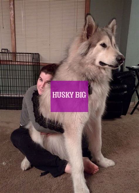 And this is why dog parents also wanna having a small dog makes flying even easier because you're usually allowed to take him in cabin. husky big Husky Dogs | Husky dogs, Best funny videos, Husky