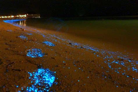 This Glowing Beach In Maldives Will Literally Leave You Star