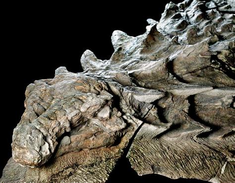 Known As A Nodosaur This 110 Million Year Old Armored Plant Eater Is