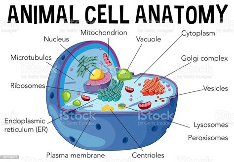 Ilustración De Diagrama De La Anatomía De La Célula Animal Y Más
