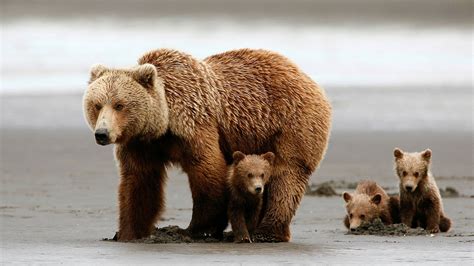Mama Bear With Her Cubs