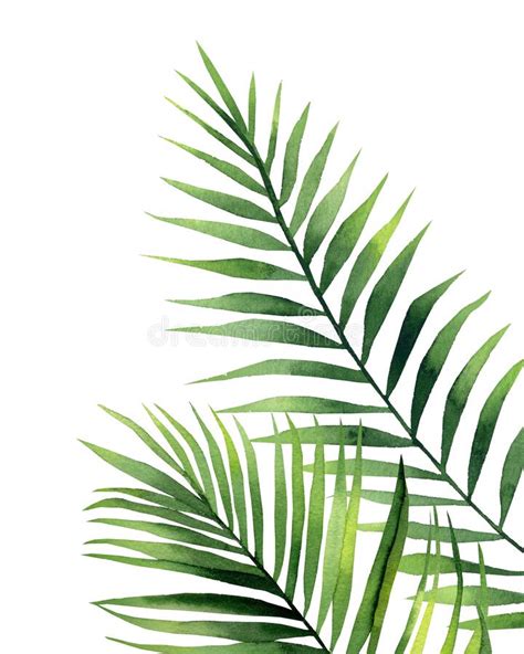 Watercolour Palm Fronds Botanical Illustration On White Background