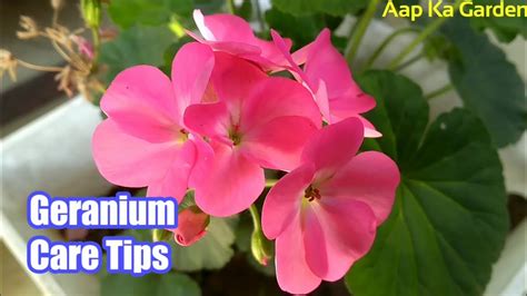 Geranium Plant Care Tipshow To Grow And Care Geranium Plant Youtube