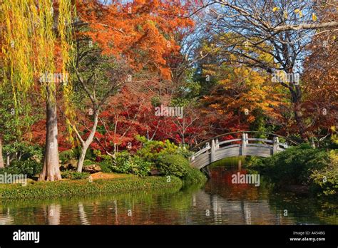 Autumn Scene Japanese Botanical Gardens Wooden Bridge Fall Leaves