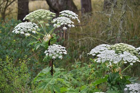 Giant Hogweed Uk Map How To Identify And Get Rid Of The Plant That