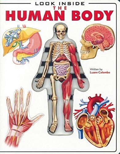 Look Inside The Human Body Von Luann Colombo New 2010 Byrd Books
