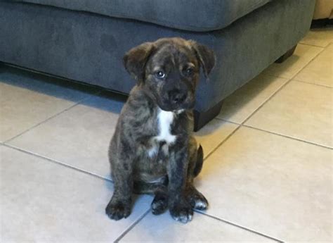 Our focus is on the english lab breed. Labrador Mix Brindle Puppies for Sale in Miami, Florida ...