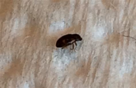Possibly Black Carpet Beetles Whats That Bug