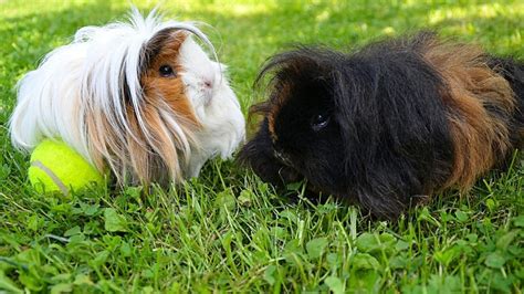 Alpaca Guinea Pig Breed Information Facts Traits And More Pet Breeezy
