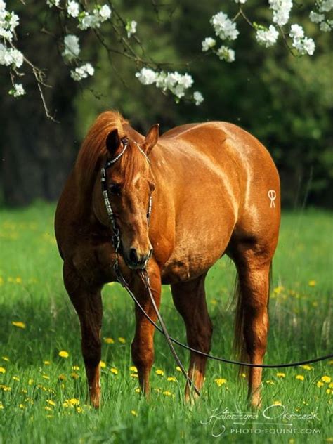 il brille horses horse breeds american quarter horse