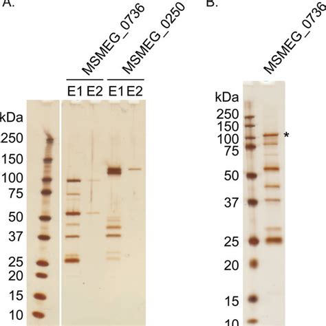 Mmpl3 And Msmeg0736 Form A Complex A Silver Stained Sds Page Gel Of