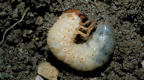 Chafer Grubs How To Kill Remove And Prevent Them From Invading Your
