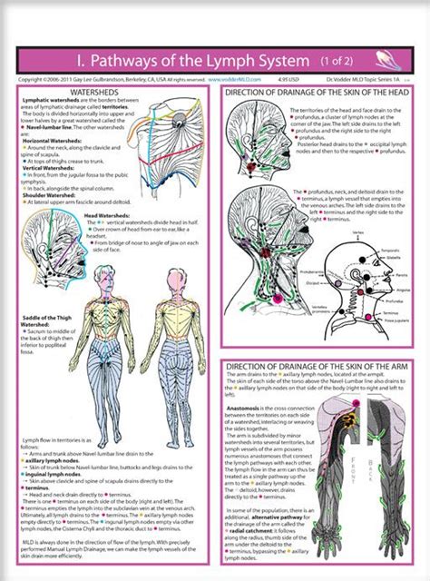 Lymphatic System Lymphatic Massage Lymphatic Drainage Massage Lymph