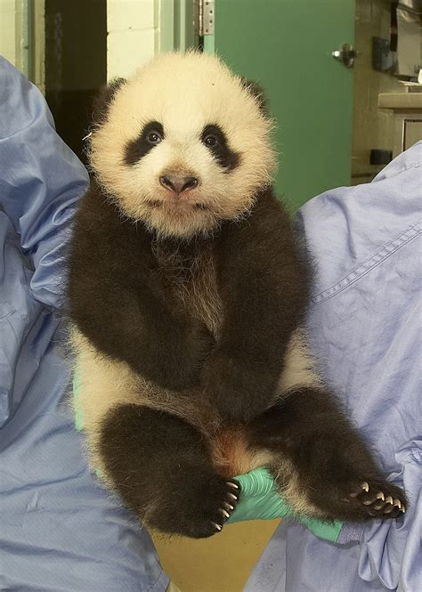 San Diego Panda Cub Veterinarians At The San Diego Zoo Hol Flickr