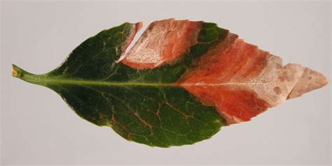 We did not find results for: Camellia Leaf Spot Treatment - The Home Interior Ideas
