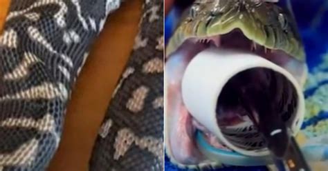 Video Shows How Object Is Removed From Inside The Stomach Of A Python
