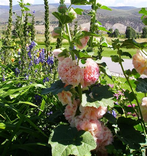 What is the longest blooming perennial? Zone 5 Perennials Longest Blooms | Power Flowers - Alcea ...