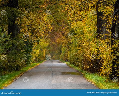 Road In The Autumn Forest In Rain Asphalt Road In Overcast Rainy Day