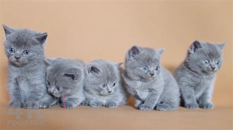 Please provide a valid price range. British Shorthair price range. British Shorthair kittens ...