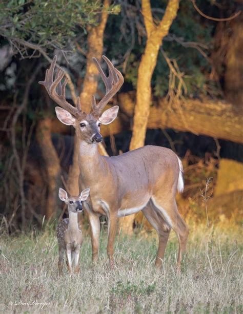 How Many Deer Are In Texas White Tailed Deer Populations Listed By