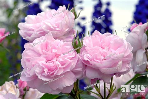 Pink Roses And Blue Delphiniums Stock Photo Picture And Rights