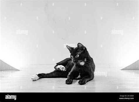 A Grayscale Shot Of A Black Cat Sitting On The Floor With Wide Open