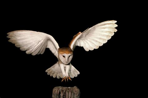 Moonlight Helps White Barn Owls Stun Their Prey