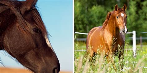 Chestnut horses with the sliver mutation do not show a different coat color phenotype than those chestnut horses without the silver. Chestnut Vs. Sorrel Horse: What Is The Difference ...
